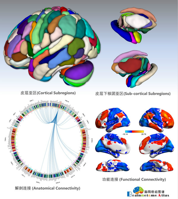 　　人类脑网络组图谱：包括246个精细脑区亚区，以及脑区亚区间的多模态连接模式